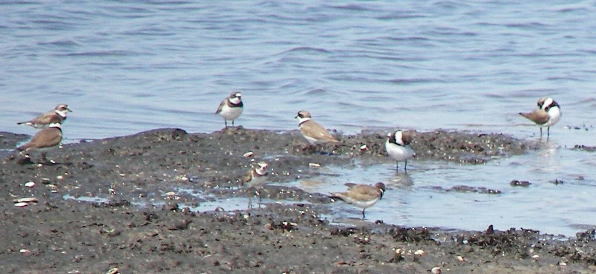 Semipalmated Plover - ML24585761