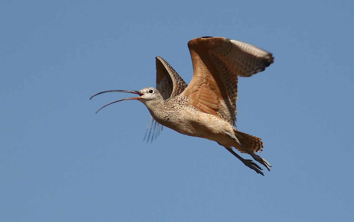 Long-billed Curlew - ML245858461