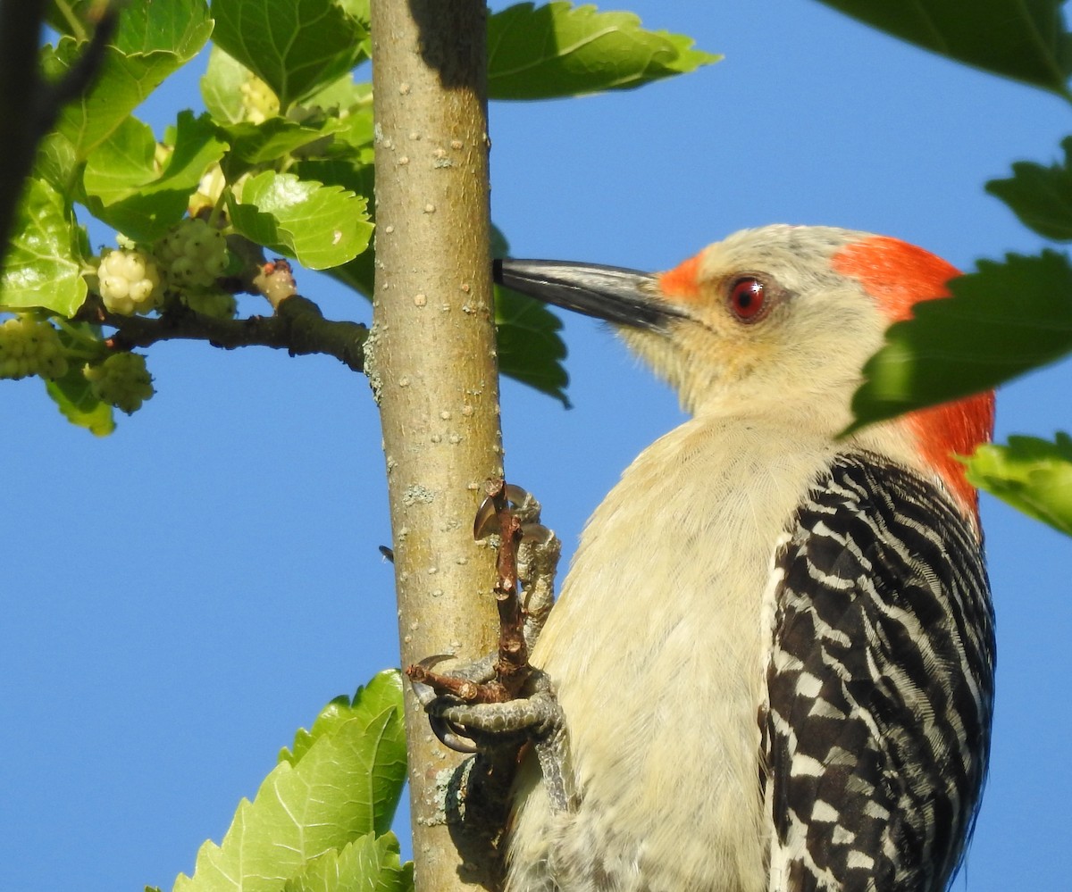 Red-bellied Woodpecker - ML245859981