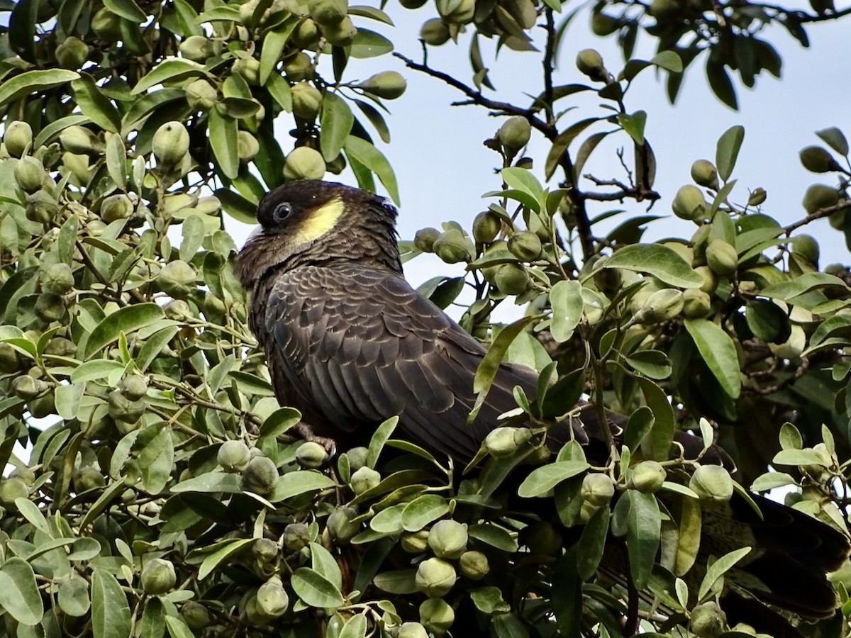 Yellow-tailed Black-Cockatoo - ML245860711