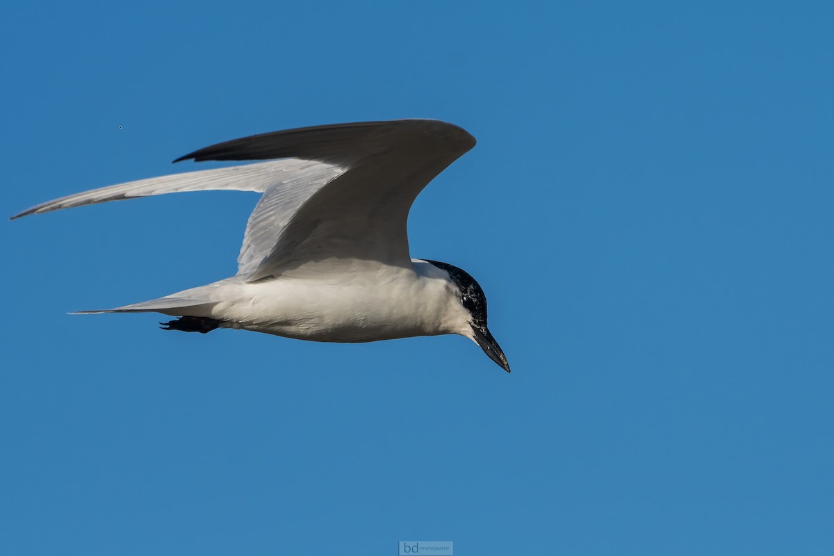 Gull-billed Tern - ML245860891