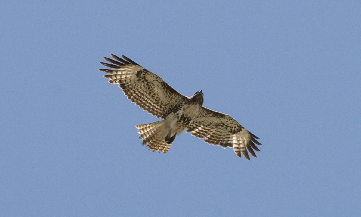 Red-tailed Hawk (calurus/alascensis) - ML245861521