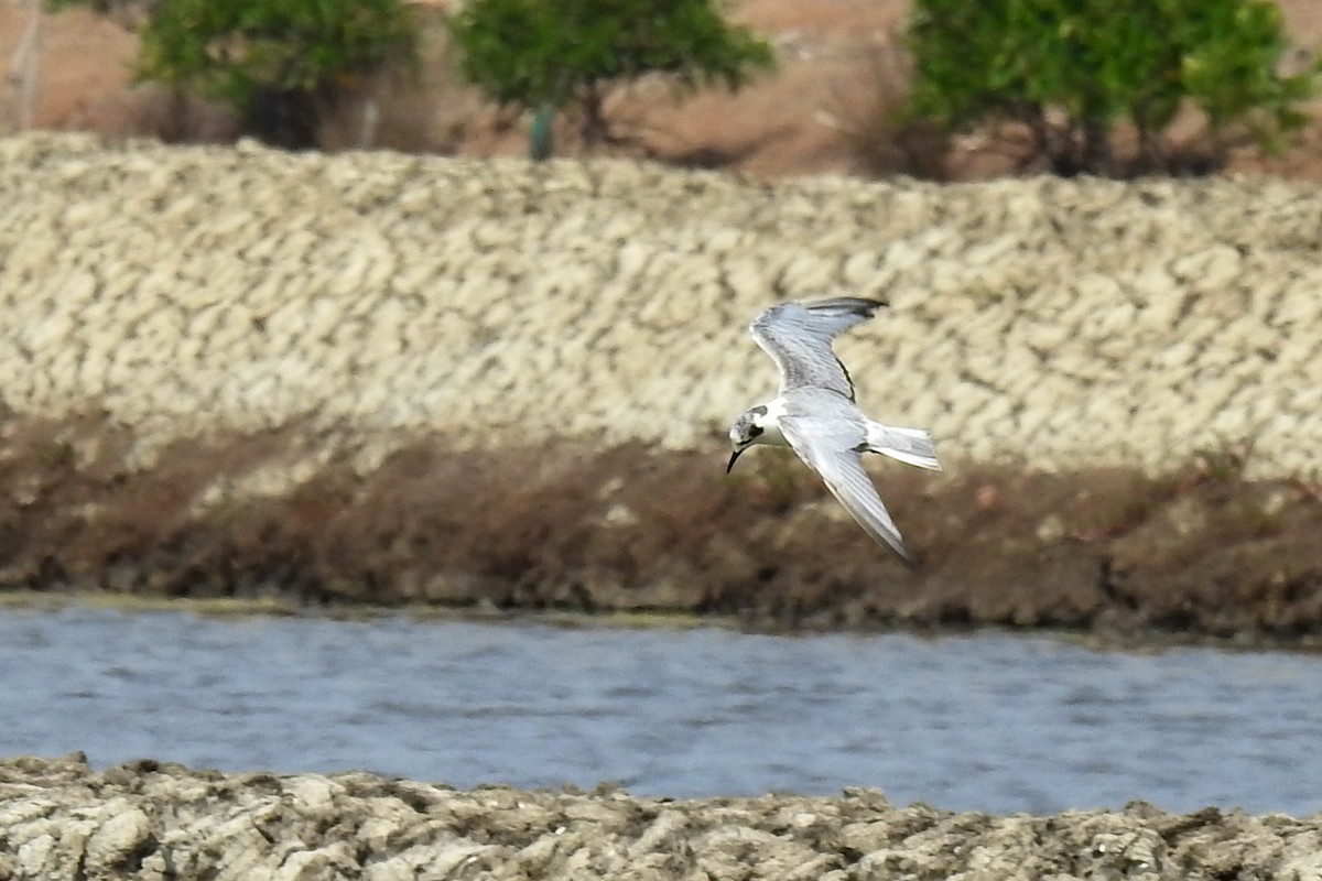 White-winged Tern - Wibowo Djatmiko