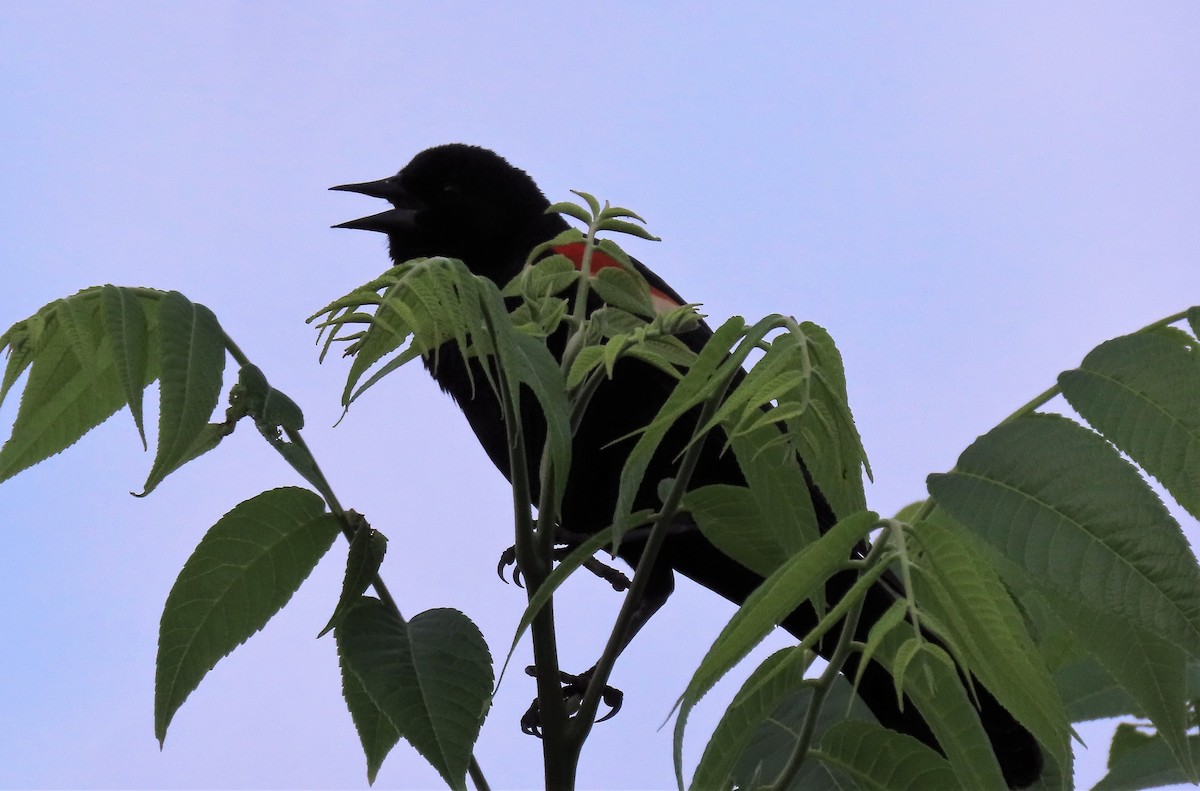 Red-winged Blackbird - Anne Mytych