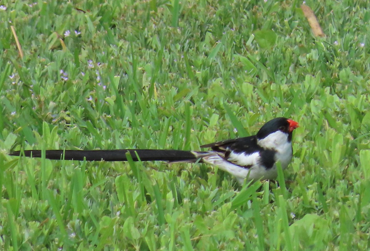 Pin-tailed Whydah - ML245863361