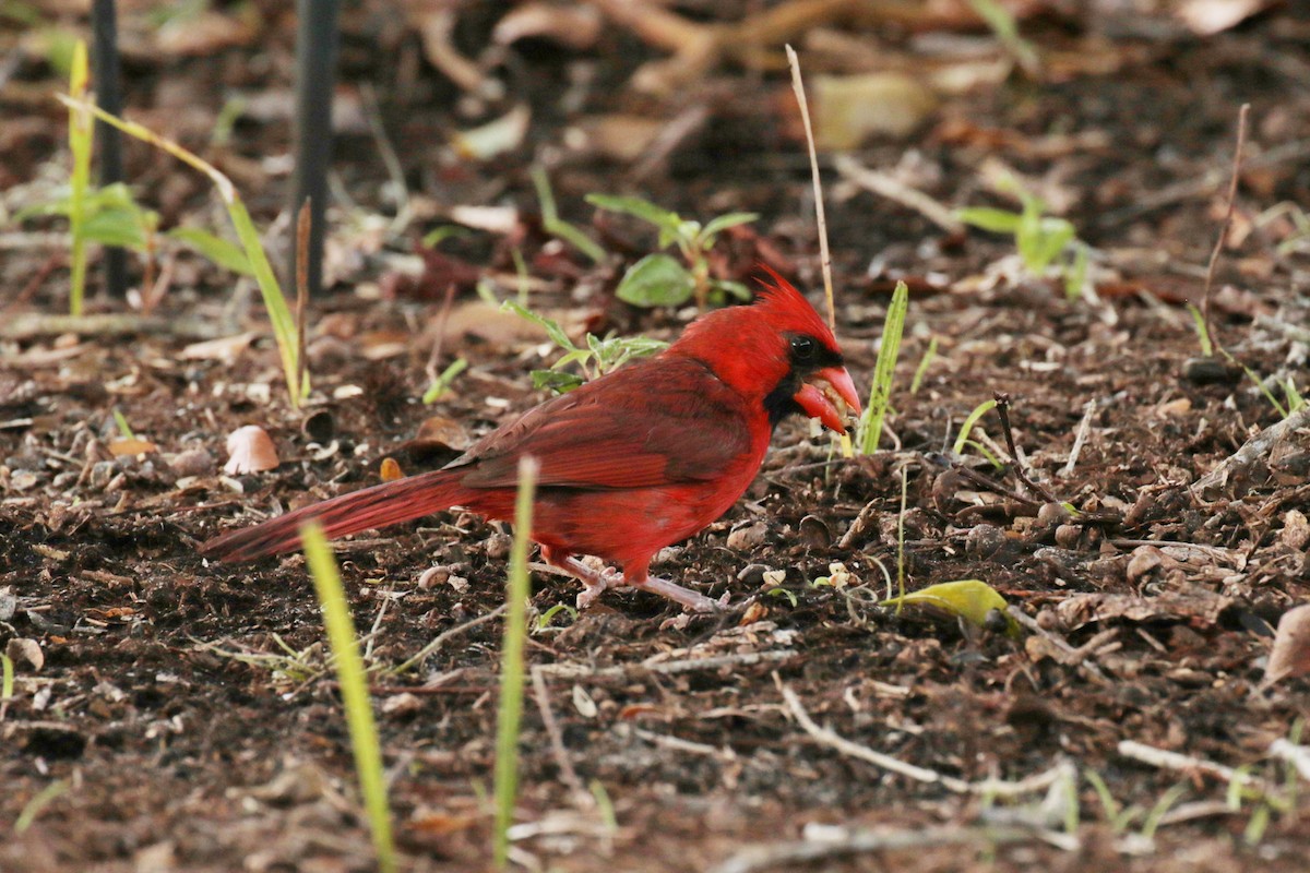 Cardinal rouge - ML245868851