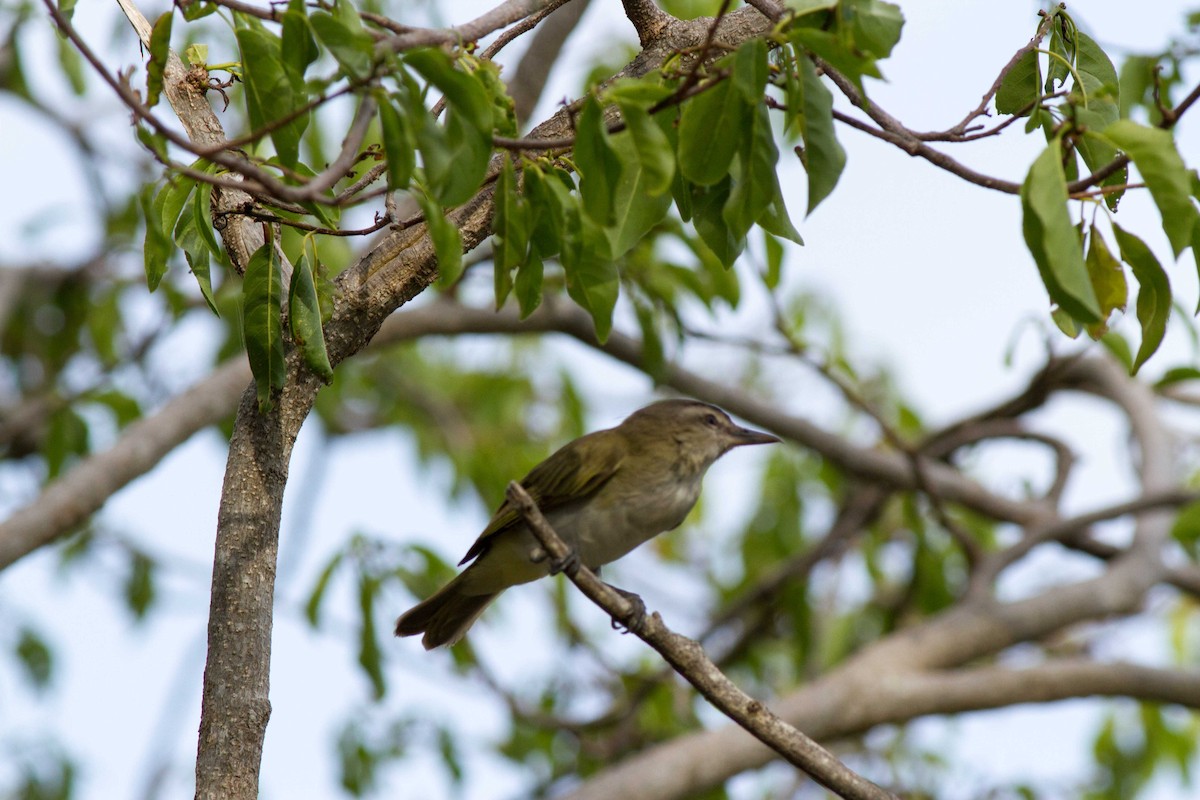 Red-eyed/Chivi Vireo - ML24587181