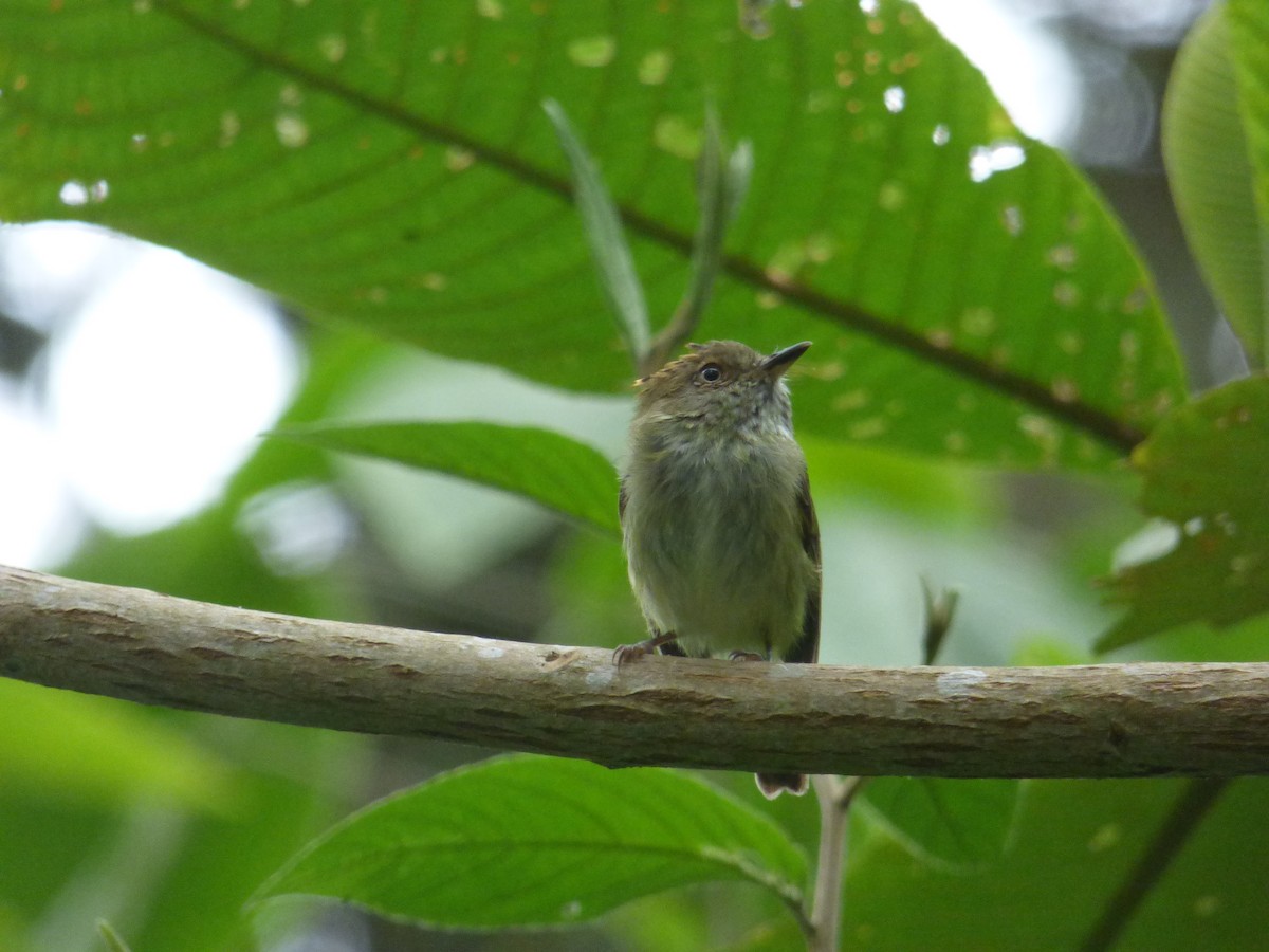 Scale-crested Pygmy-Tyrant - ML245875041