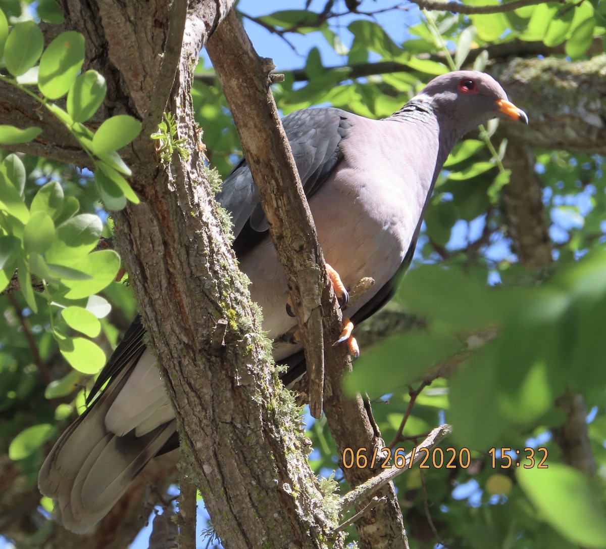 Band-tailed Pigeon - ML245885641