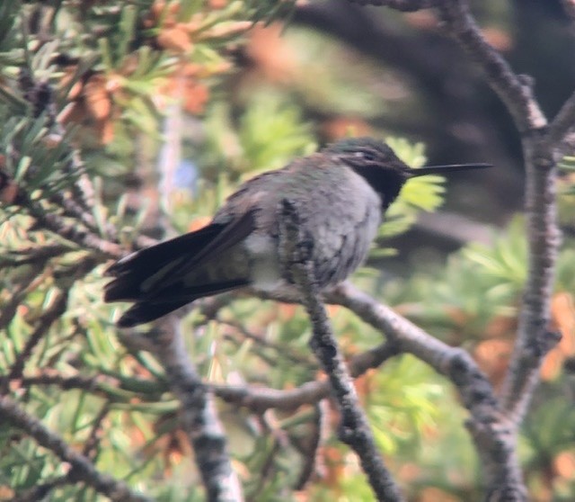 Broad-tailed Hummingbird - ML245885971
