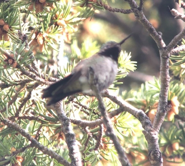 Broad-tailed Hummingbird - ML245885991