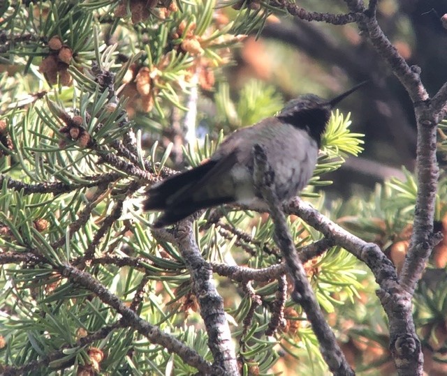 Broad-tailed Hummingbird - ML245886001