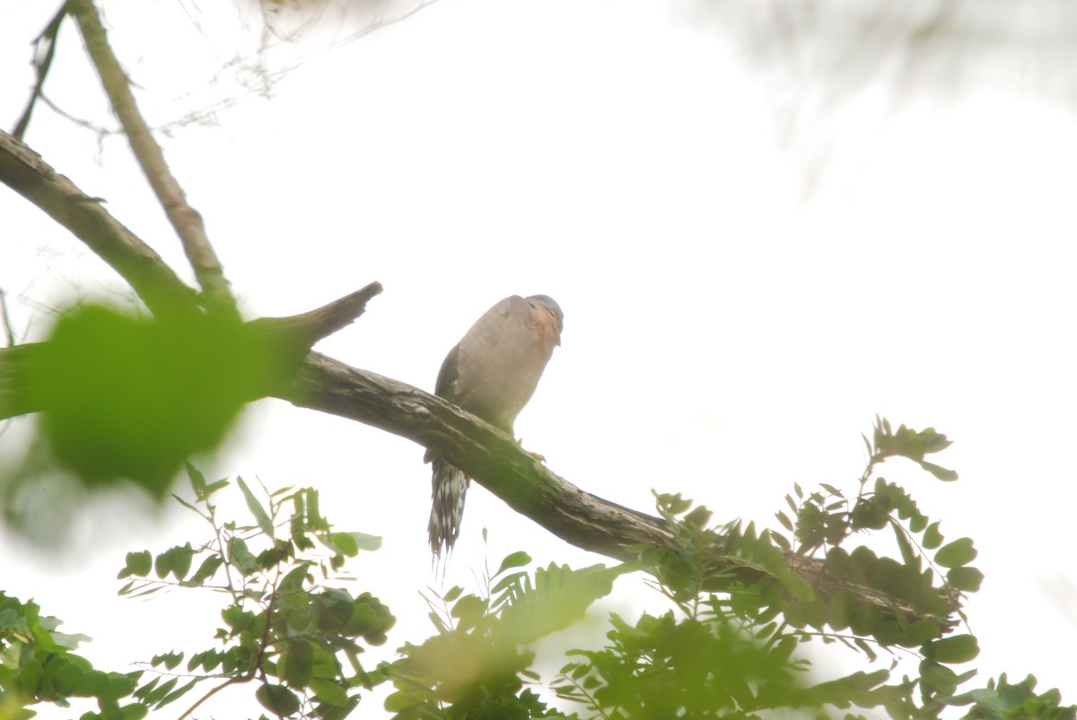 Double-toothed Kite - ML245886081