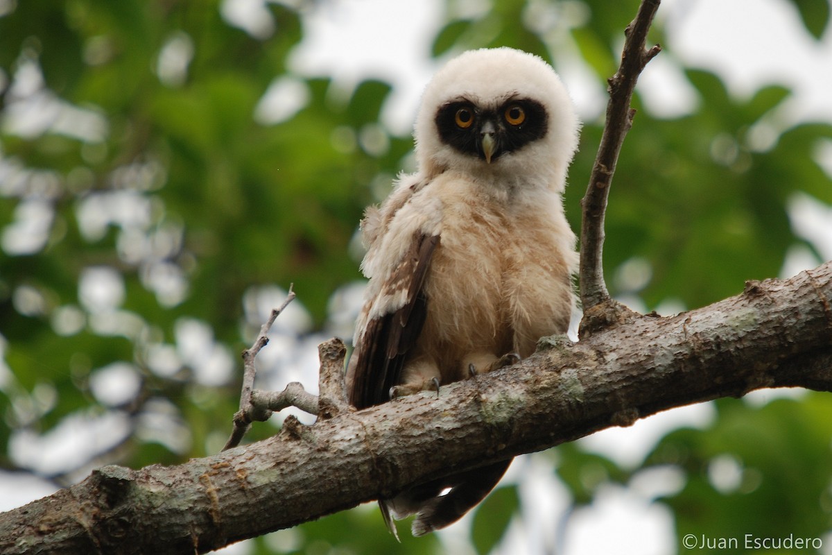 Spectacled Owl - ML245886371
