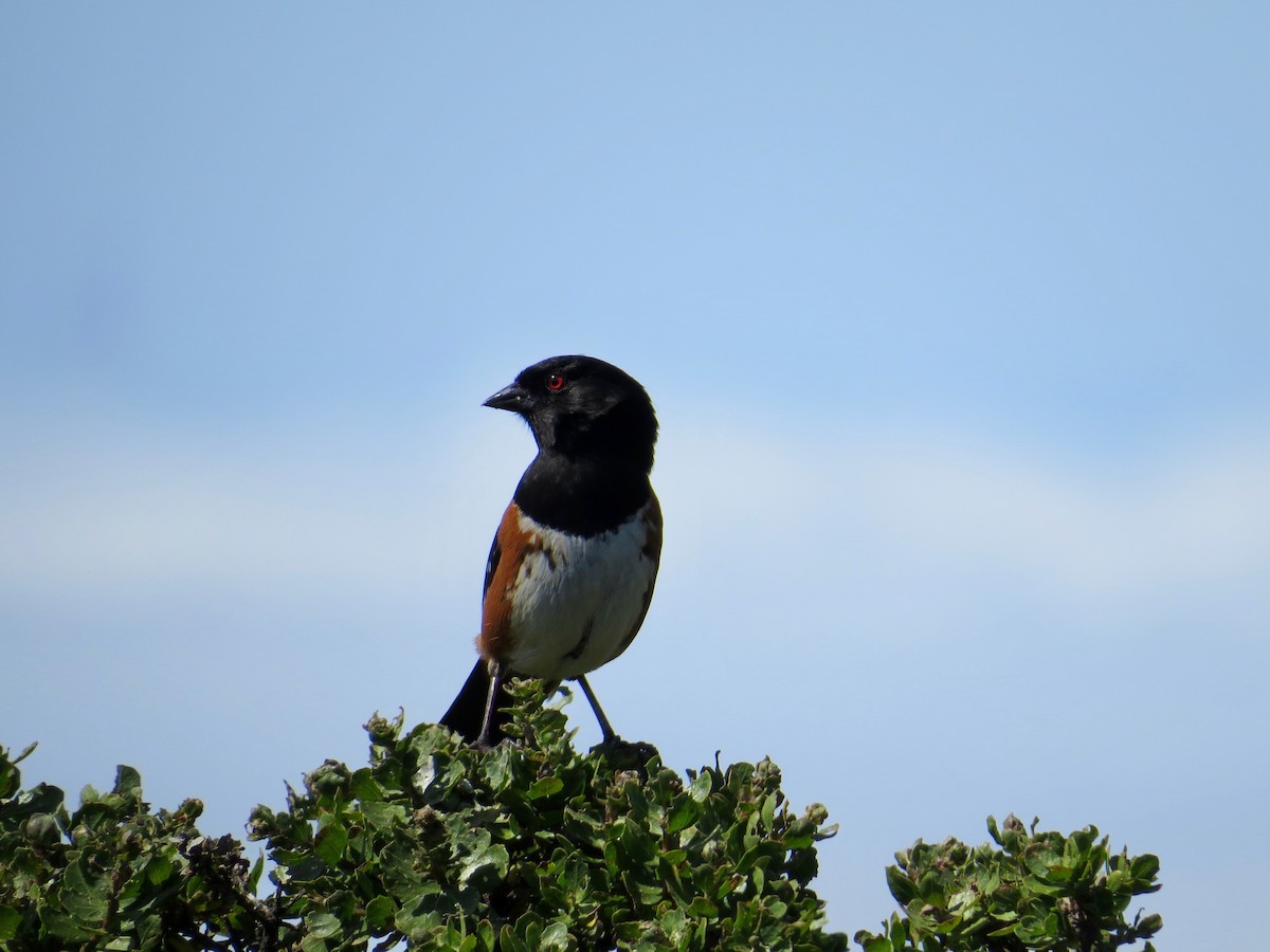 Spotted Towhee - Whitney Mortimer