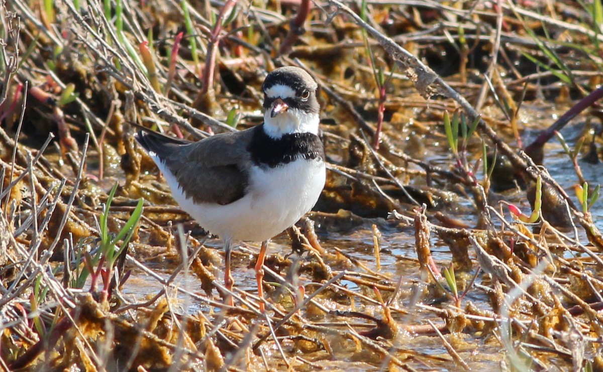 Semipalmated Plover - ML245889221