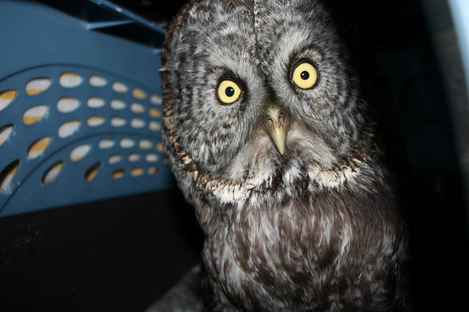 Great Gray Owl - ML24588961
