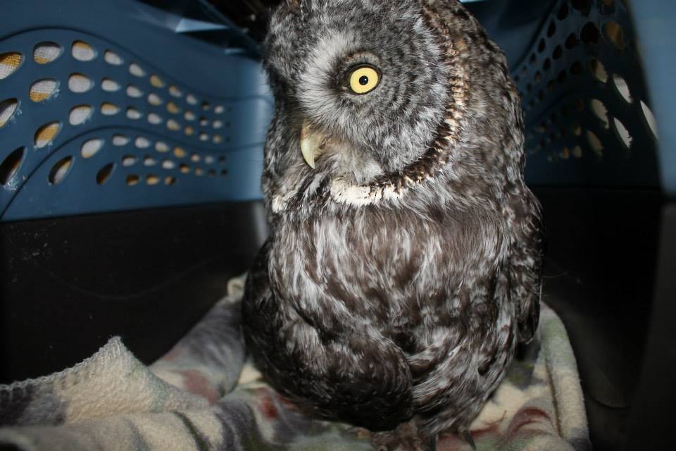 Great Gray Owl - ML24588991