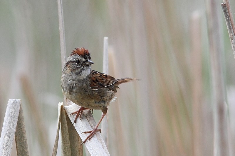 Swamp Sparrow - Alain Deschamps