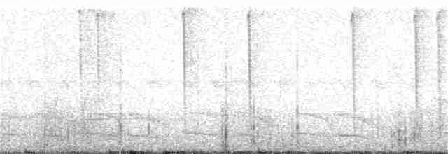 Колібрі-шаблекрил юкатанський (підвид pampa) - ML24589151