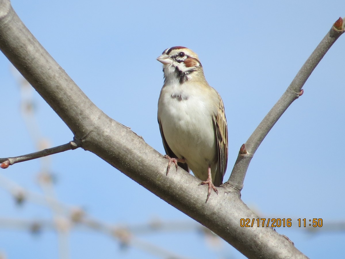 Lark Sparrow - ML24589221
