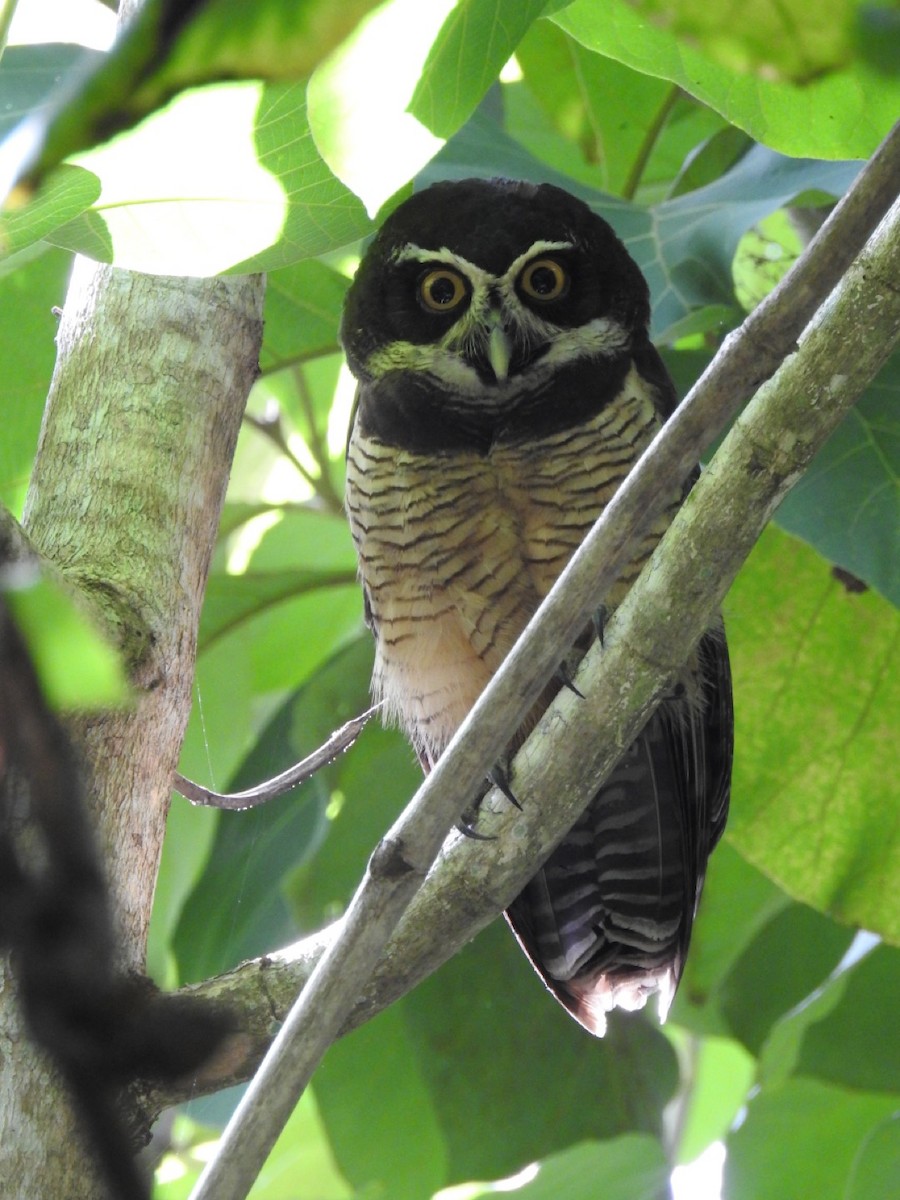 Spectacled Owl - ML245894141