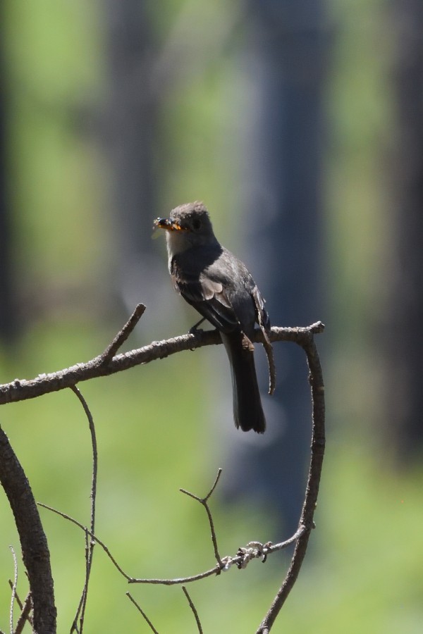 Greater Pewee - ML245896291