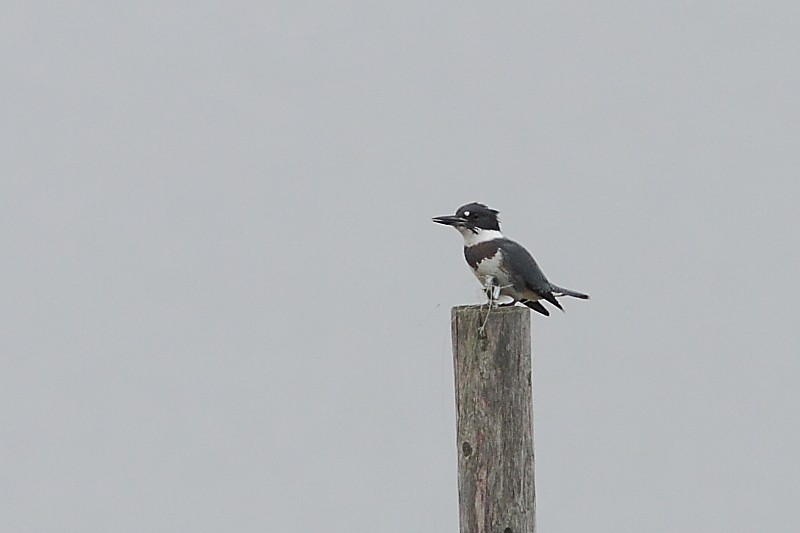 Belted Kingfisher - ML245901451
