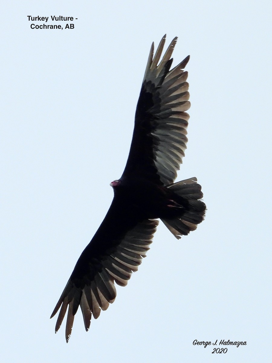 Turkey Vulture - ML245901581