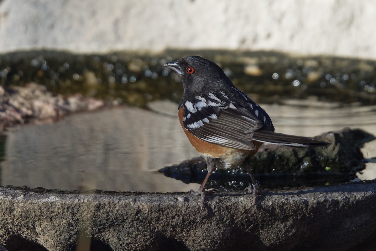 Spotted Towhee - Dina Perry
