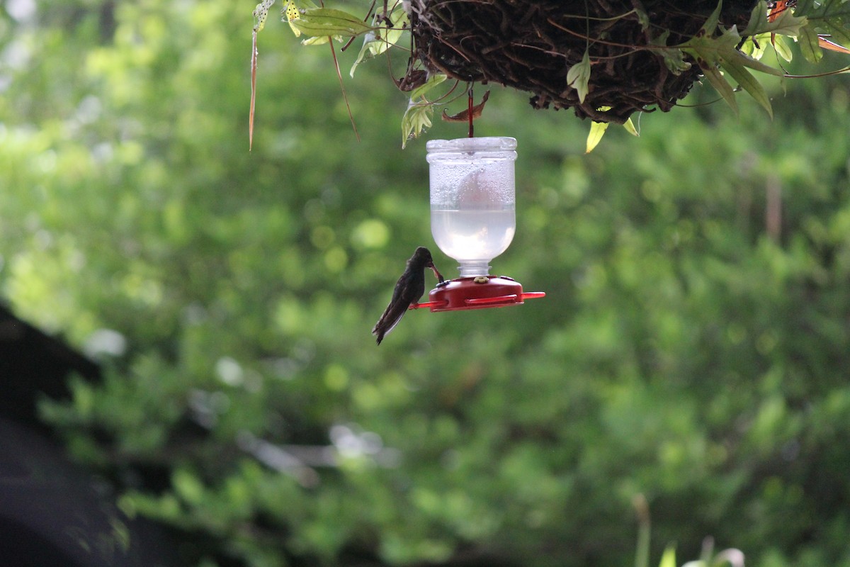 Rufous-tailed Hummingbird - ML245902401