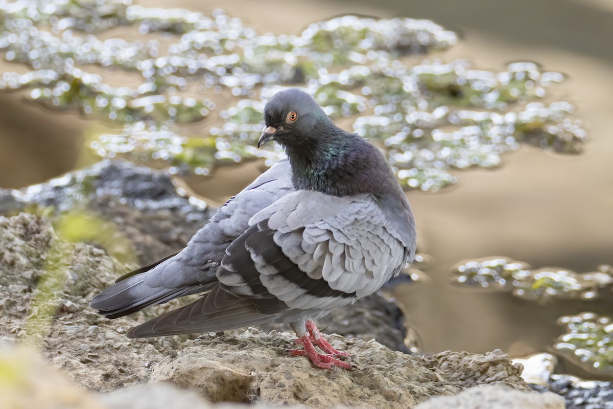 Rock Pigeon (Feral Pigeon) - ML245903231