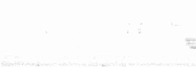 Тасманийская кустовка - ML245903901