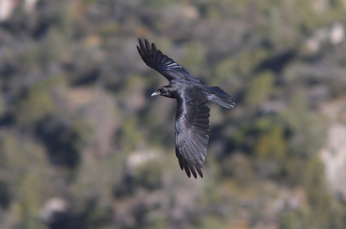 Common Raven - Jerry Liguori