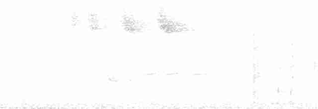 Куравонг сірий (підвид arguta) - ML245904121
