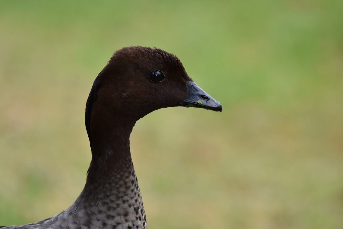 Maned Duck - ML245908261