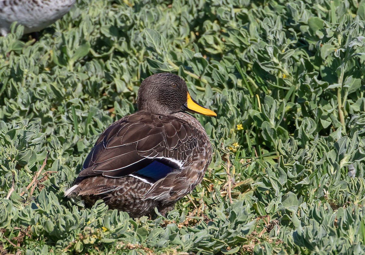 Yellow-billed Duck - ML245912511