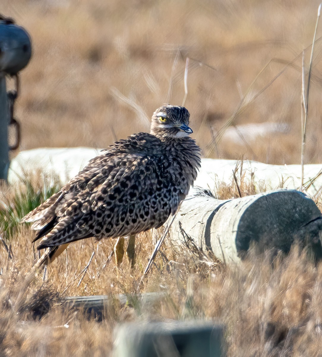 Spotted Thick-knee - ML245912631