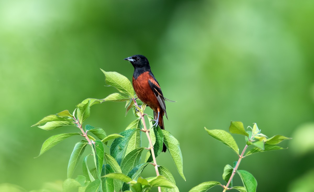 Orchard Oriole - ML245912871