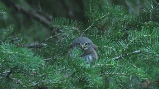 Northern Pygmy-Owl (Rocky Mts.) - ML245914361