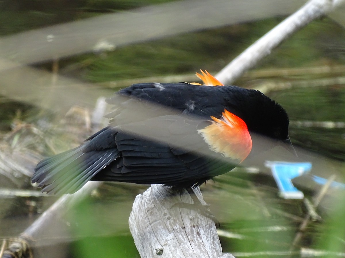 Red-winged Blackbird - Shey Claflin