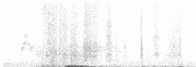 káně rudochvostá (ssp. harlani) - ML245916761