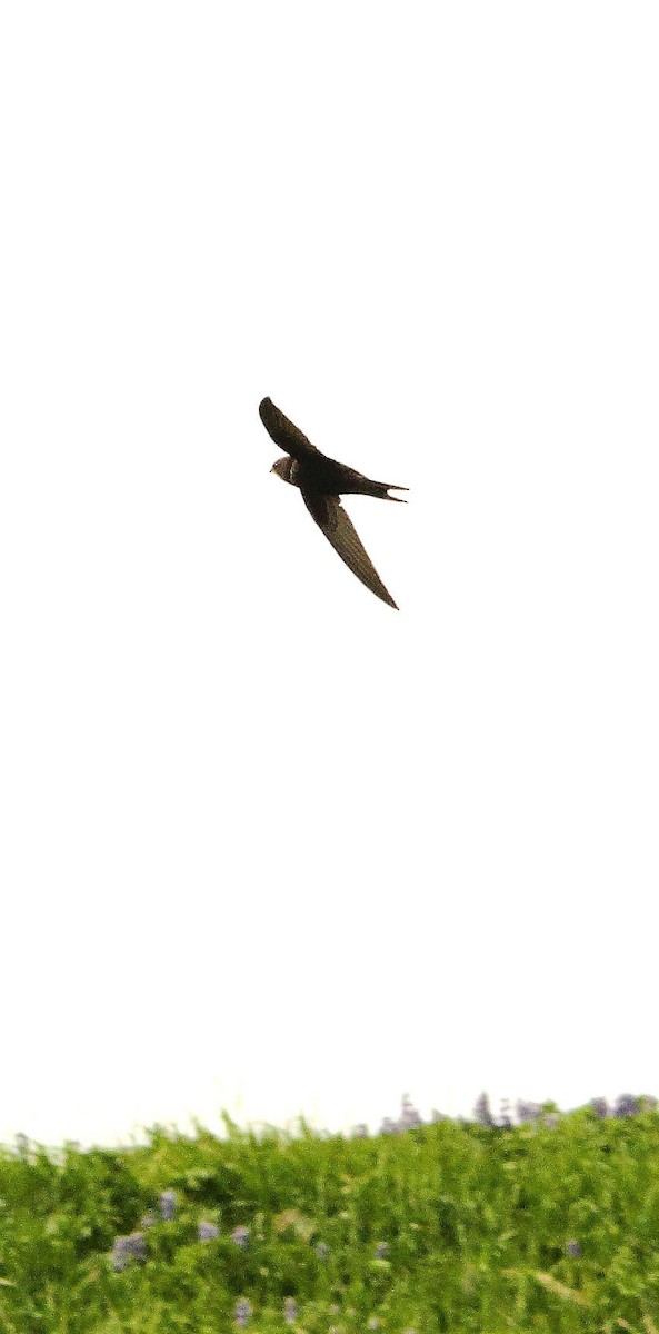 Common Swift - St. Paul Island Tour and Pribilof Historical Records