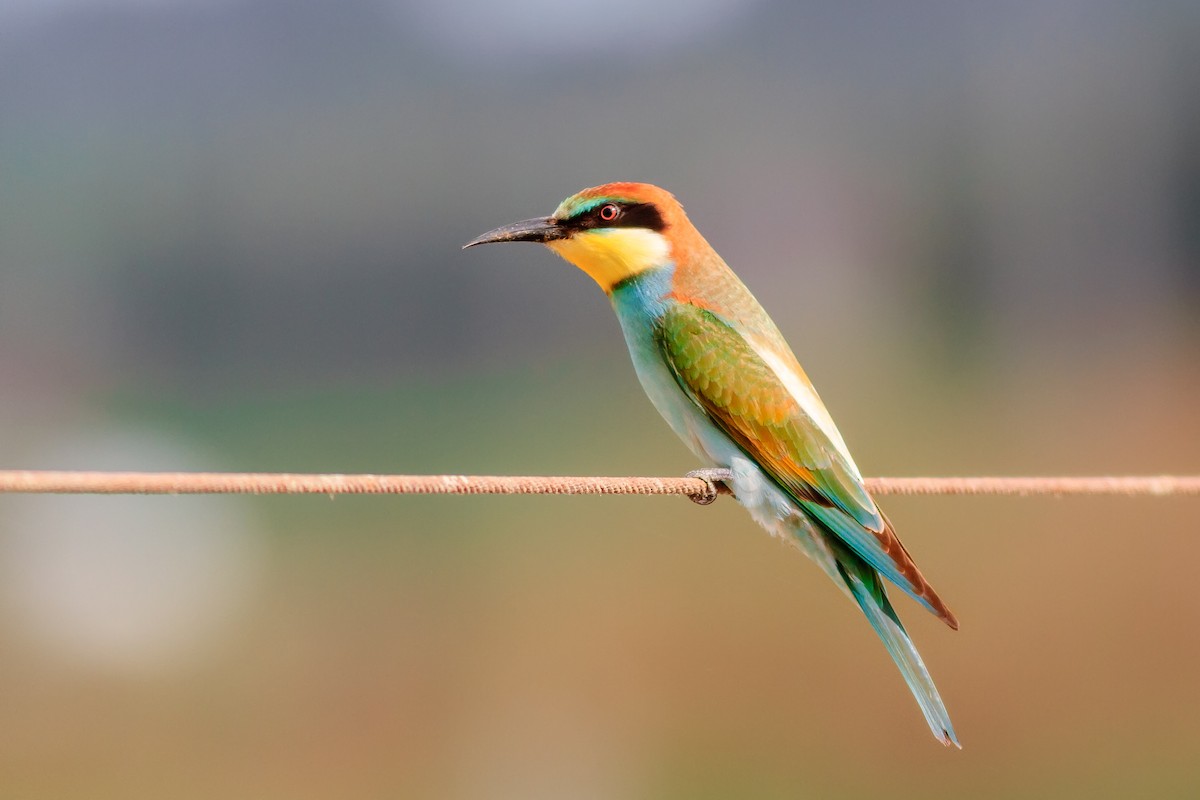 European Bee-eater - Rami Dos