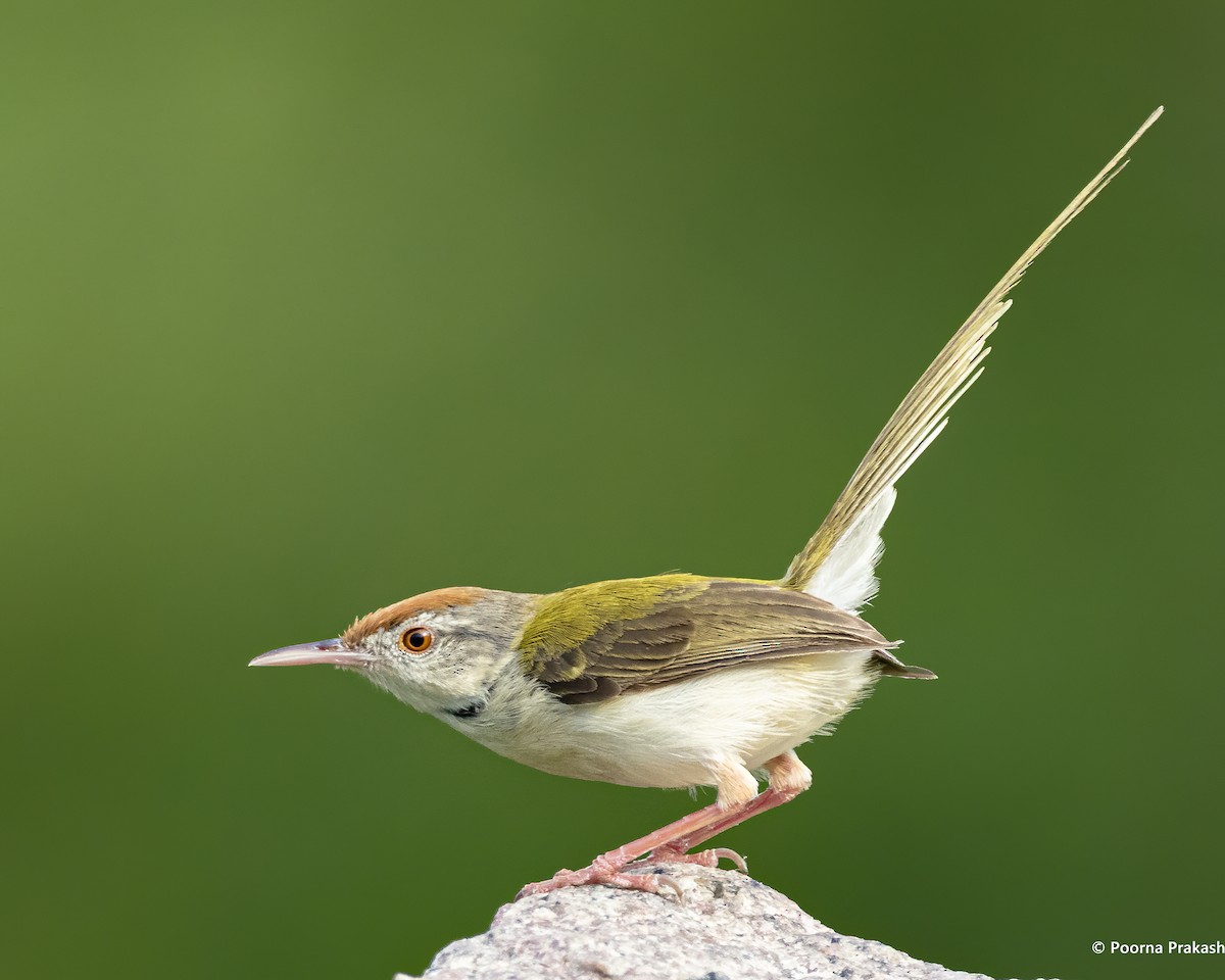 Common Tailorbird - Poorna Parvathala