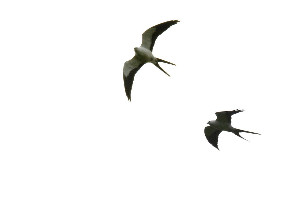 Swallow-tailed Kite - Ken Langelier