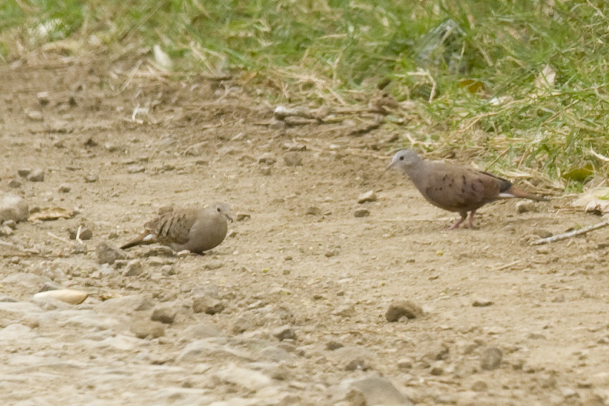 Ruddy Ground Dove - ML24592261