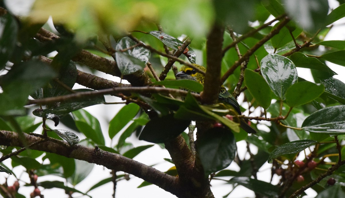 Speckled Tanager - ML24592311