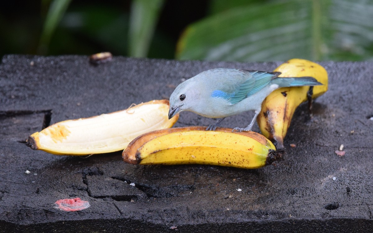 Blue-gray Tanager - ML24592391