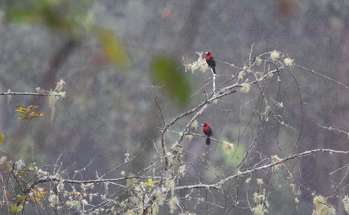 Crimson-collared Tanager - Andy Reago &  Chrissy McClarren